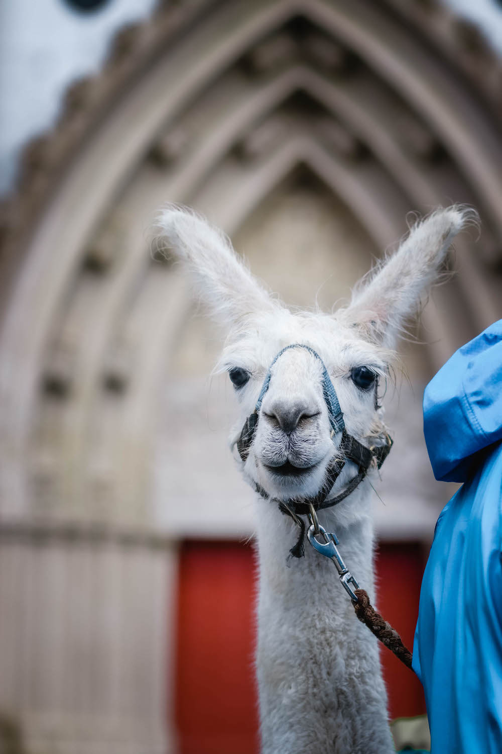 Pilgern mit Lamas